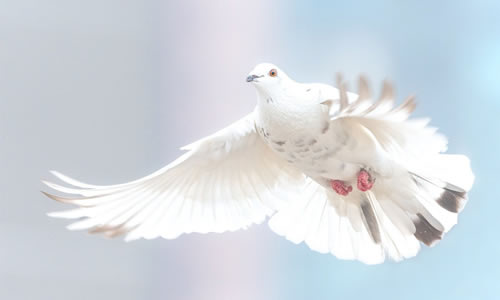 Huzur veren beyaz güvercin